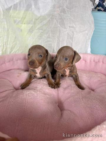 Chiot Teckels à adopter mâle et femelle 