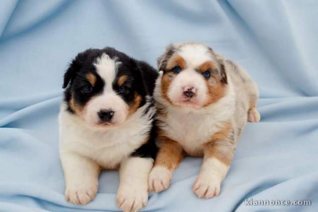 Chiot berger australien lof mâle et femelle 