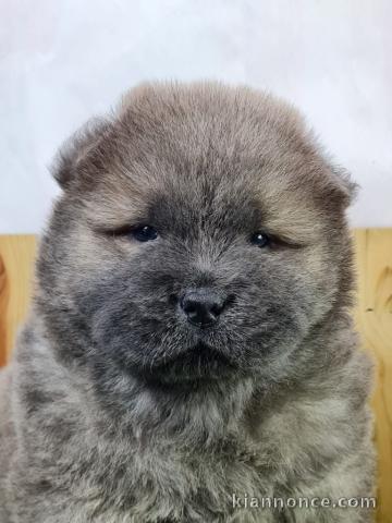 Adoption chiot chow-chow pour compagnie 