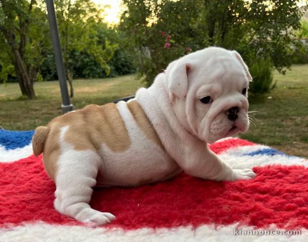 Chiot bulldog anglais adorables a donner 