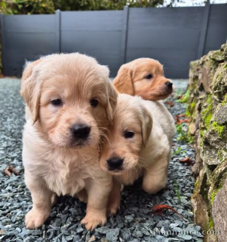 Chiot golden retriever à adopter 