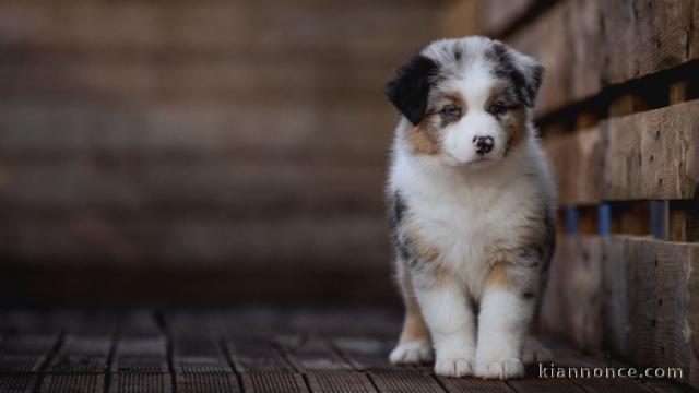 Chiot berger australien lof a donner 