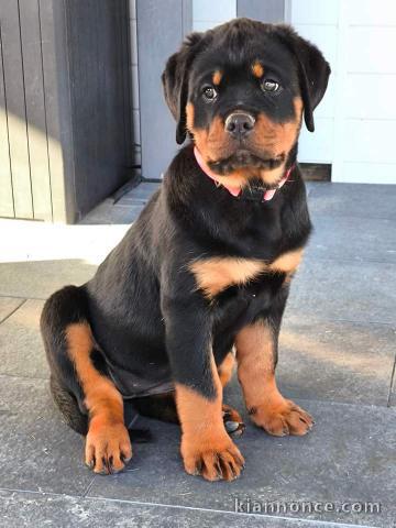 Chiot rottweiler pour adoption 