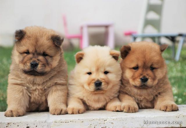 Chiot chow-chow pour compagnie 