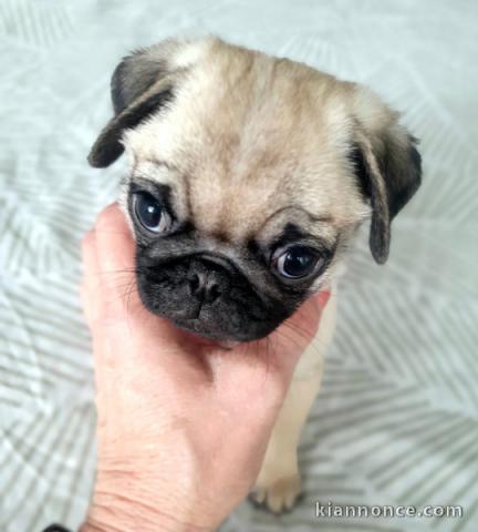 Chiot carlin magnifique mâle et femelle a donner 