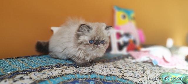 Adorable chaton persan a donner 