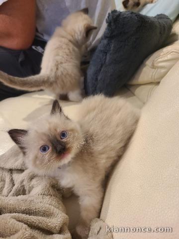 Je cède chatons Ragdoll LOOF disponible 