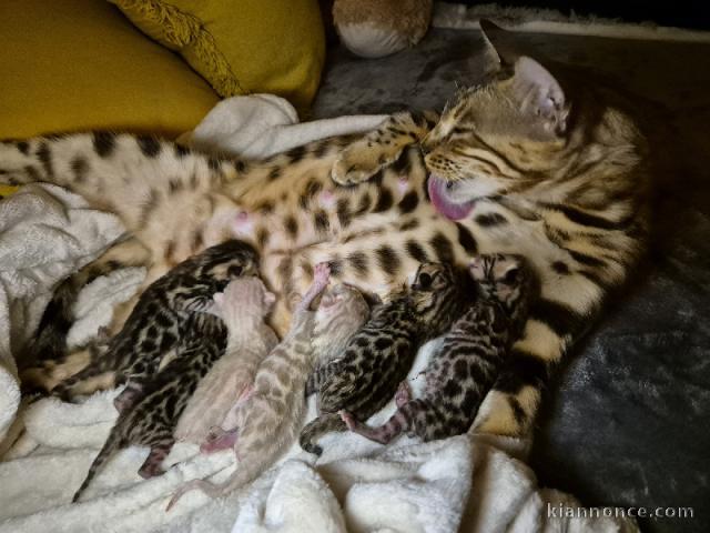 Dons chatons Bengal adorable 