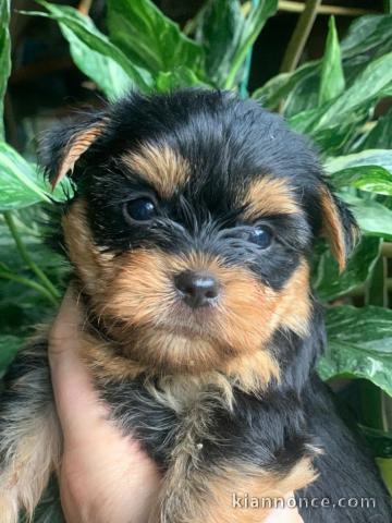 Je donne chiot yorkshire terrier 