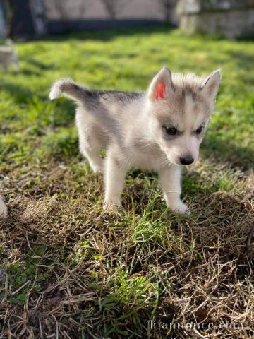 Chiot husky sibérien à donner mâle 