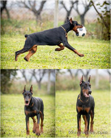 Dobermann chiots à vendre