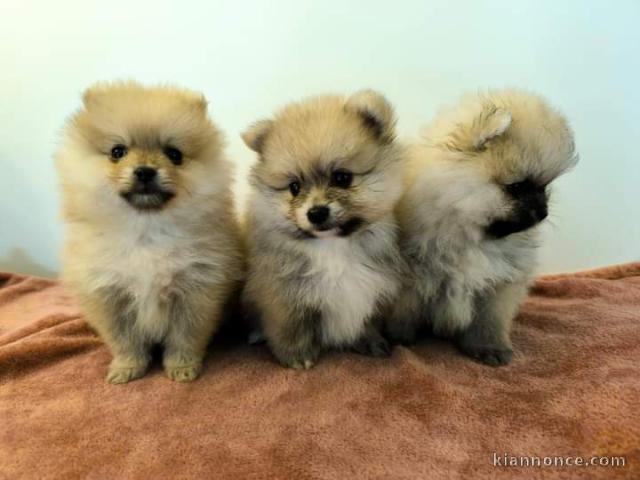 Chiot spitz allemand adorable disponibles 