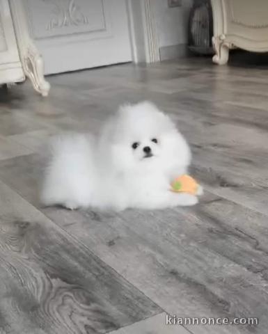 Chiot spitz nain Poméranie adorable 