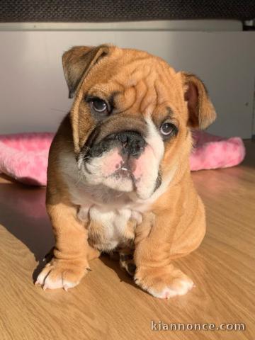 Je donner chiot bulldog anglais 