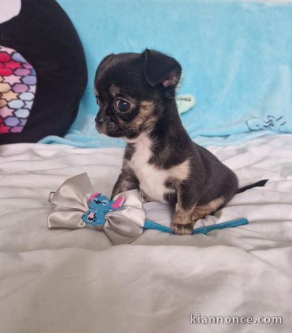 Chiot chihuahua mâle disponible 