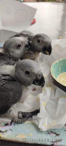 Perroquet gris du Gabon à donner 