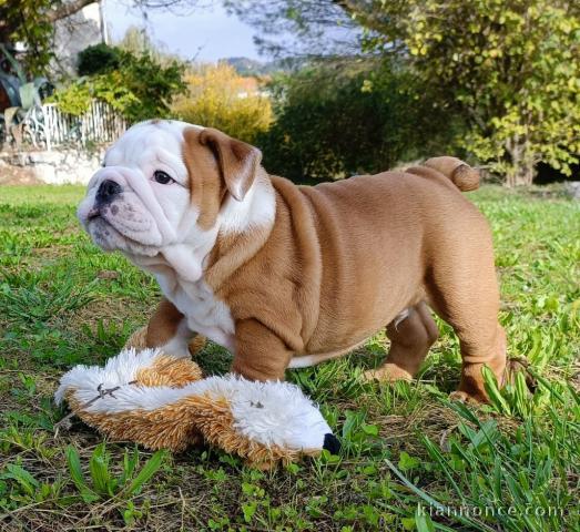 Chiot bulldog anglais à donner urgent 