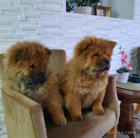 Chow Chow chiots à vendre