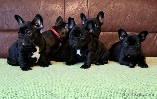 Bulldog français chiots à vendre