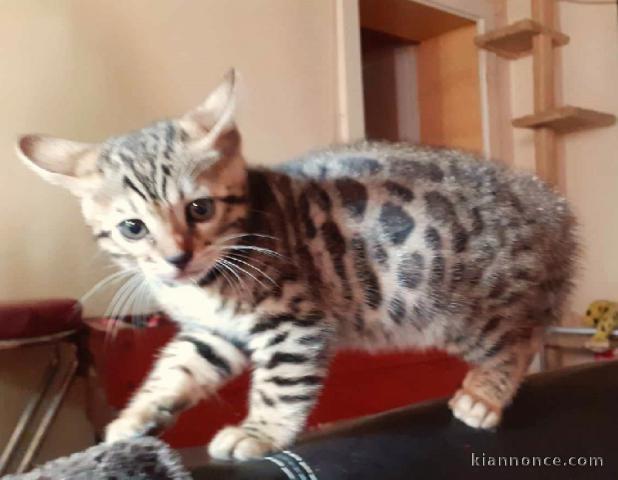  Magnifiques chatons bengal 