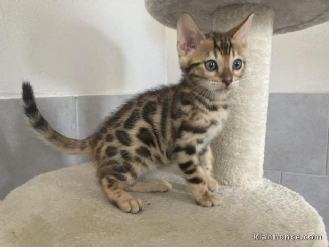 Magnifiques chatons bengal