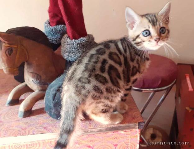 Magnifiques chatons bengal