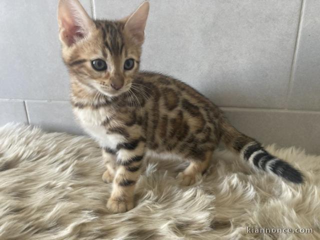 Magnifiques chatons bengal