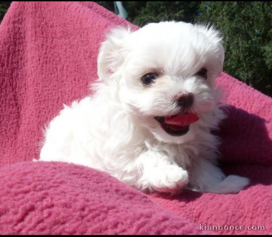 Chiot bichon maltais femme contre bon soin