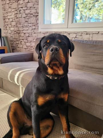 Chiot rottweiler pour adoption 