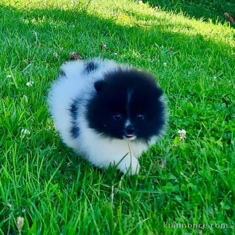 Chiot spitz nain Poméranie adorable mâle 