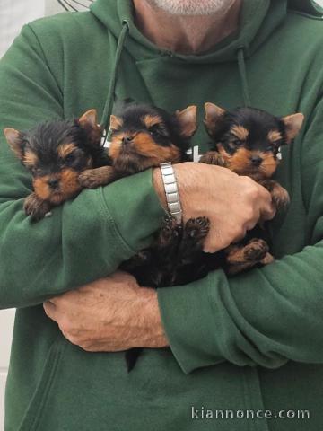 Adoption chiot yorkshire terrier adorable 