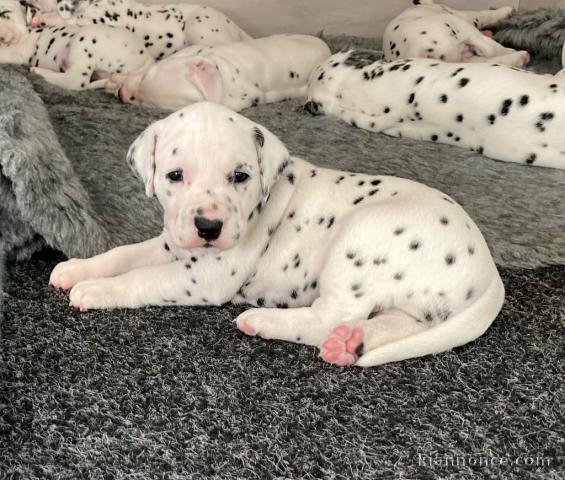 Chiot dalmatien a donner 