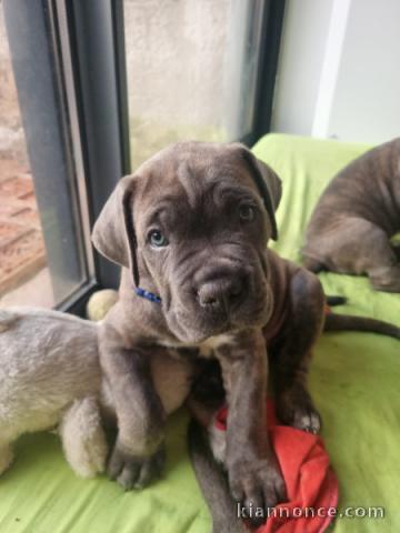 Chiot Cane Corso a donner mâle 