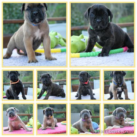 Adoption chiot Cane Corso disponible 