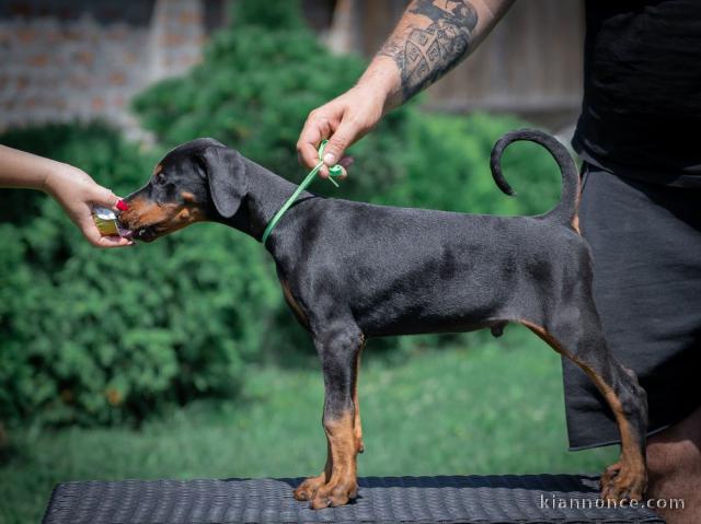 Dobermann chiots à vendre