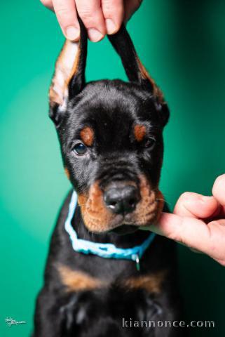 Dobermann chiots à vendre