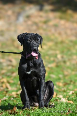 Chiot femelle Cane Corso à vendre