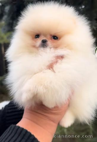 Pomeranian Spitz Chiots et adultes