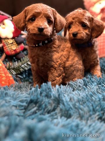 Chiots Toy Poodle à vendre