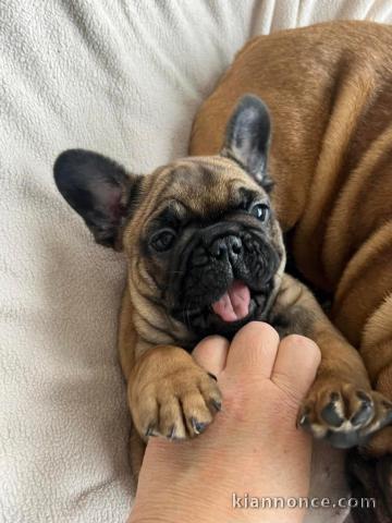 Chiot bouledogue français a donner urgent 