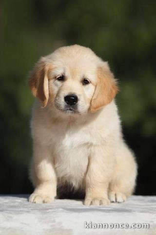 Adorable chiot golden retriever à adopter 