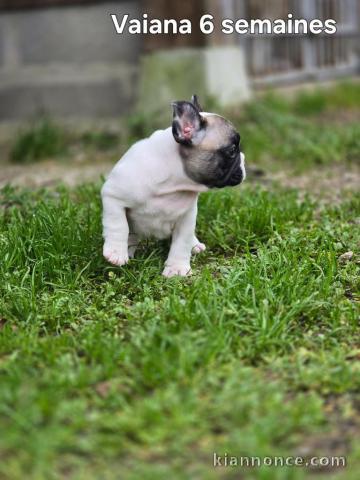 Chiot bouledogue français a donner 