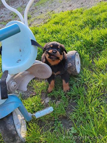 Chiot rottweiler pour adoption 