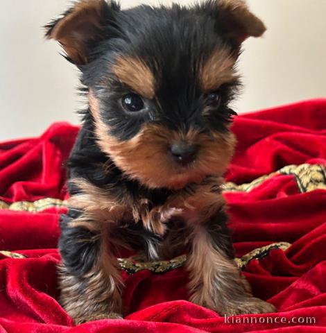 Chiots type Yorkshire terrier disponible 