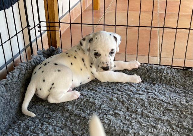 Chiot dalmatien a donner 