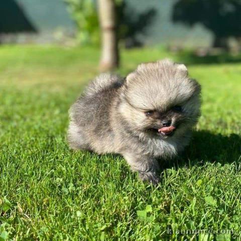 Chiot spitz nain Poméranie adorable a donner 