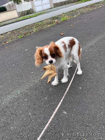 Magnifique chiots cavalier king charles disponibles 