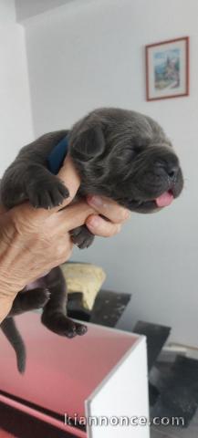 Chiot Cane Corso pour Noël a donner 