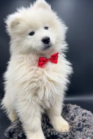 Chiot berger blanc suisse a donner contre bon soin 