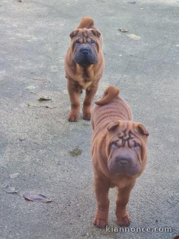 Je donne chiot shar pel pour Noël 